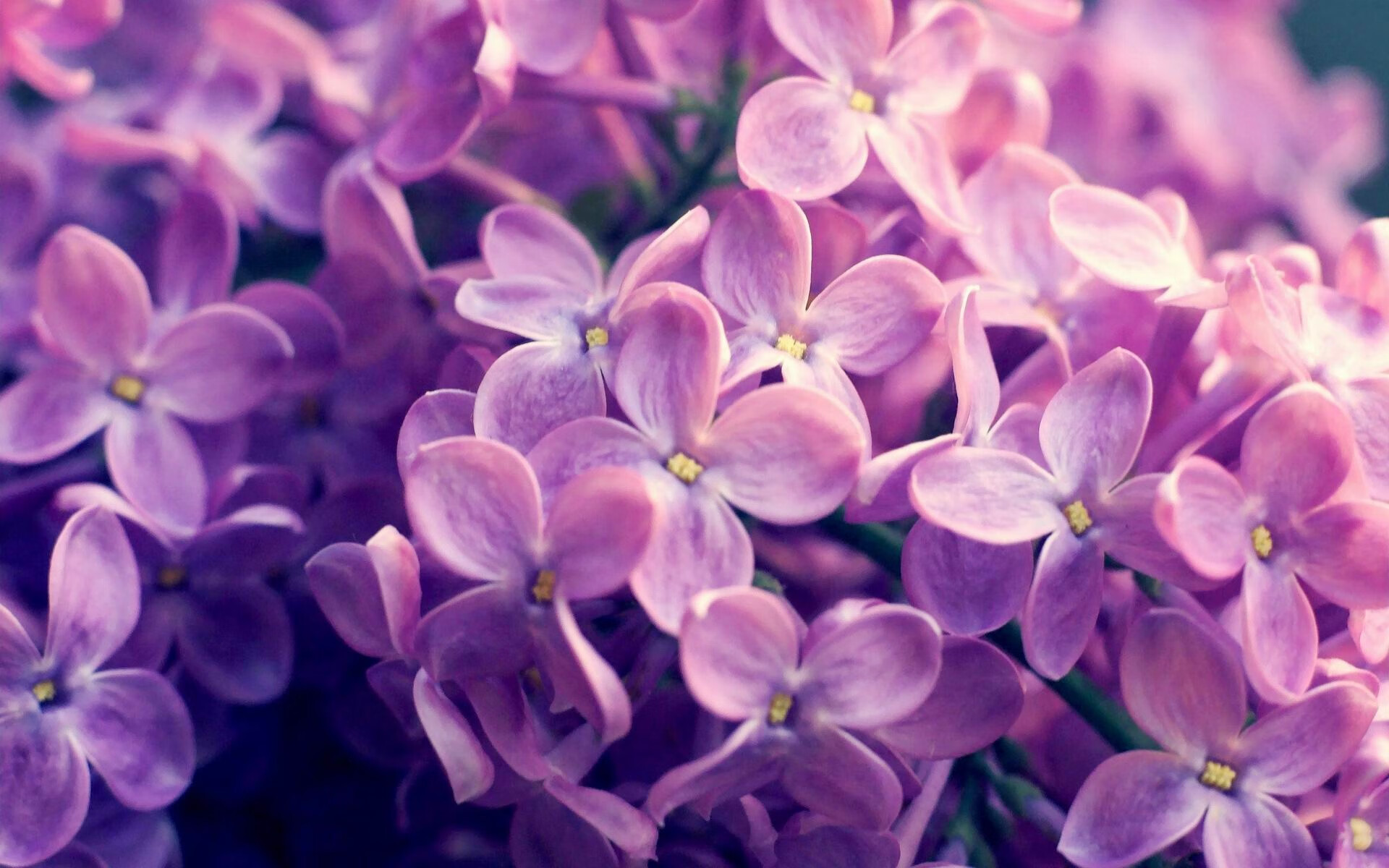 西班牙队在比赛中展现冠军相貌,稳操胜券,西班牙队战绩