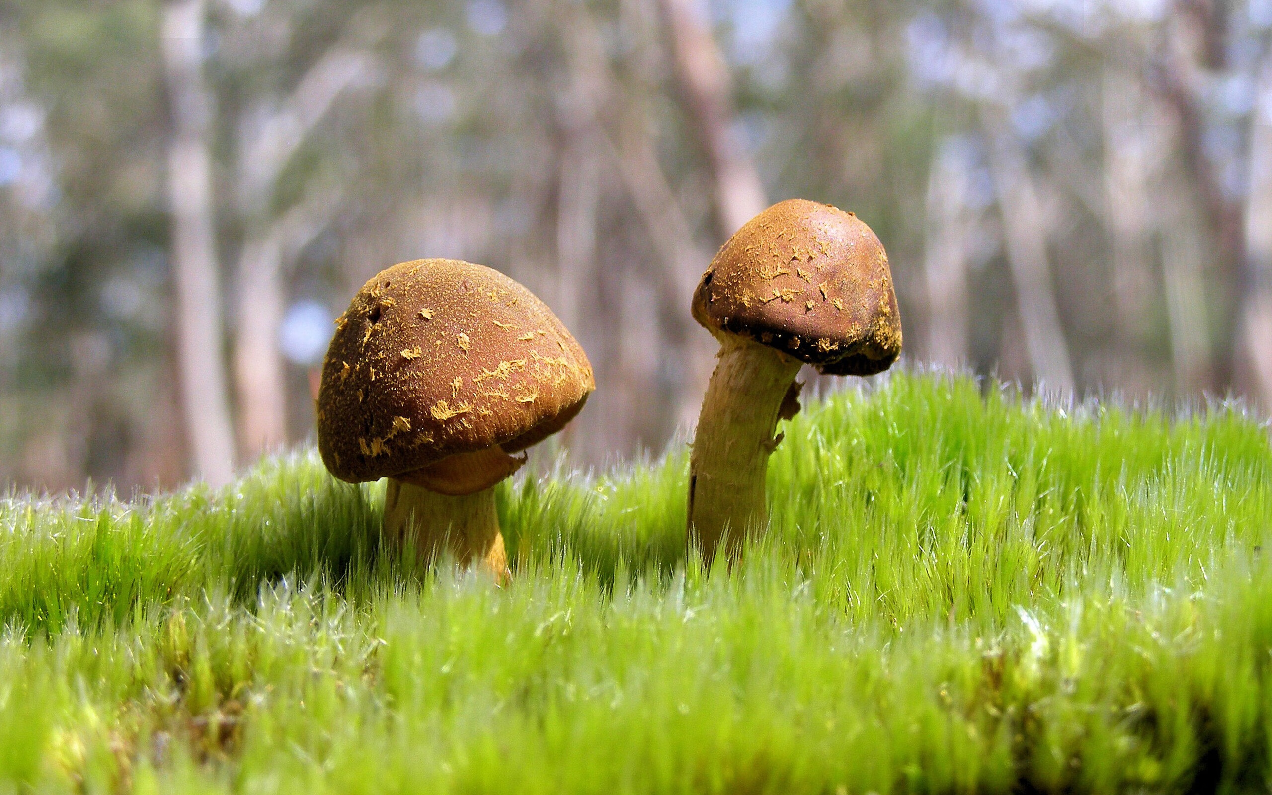 体育装备采购流程规范化与质量监管建议,体育器材采购清单