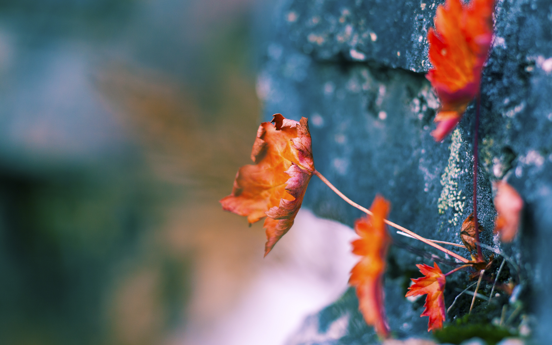 电子竞技选手健康数据监测系统启用,电竞选手健康管理