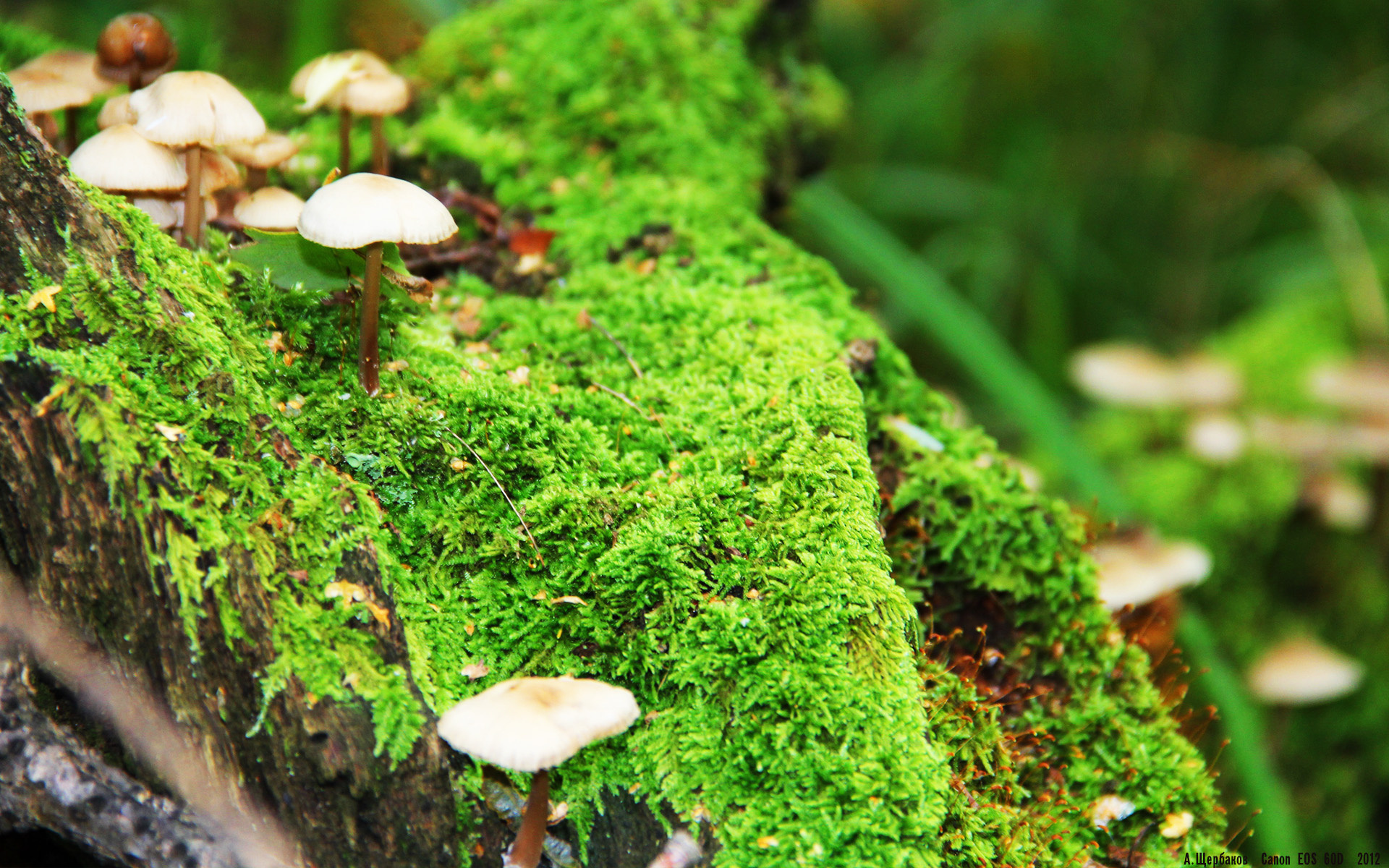 巴黎圣日耳曼稳步推进，法甲榜首位置坚如磐石