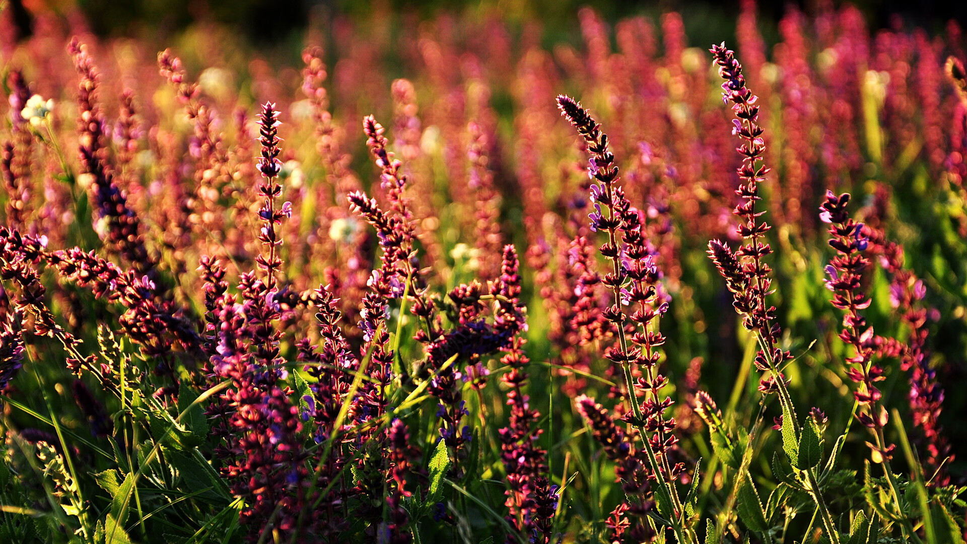 开云体育下载网页版-浓眉数据爆表湖人带动全队节奏，湖人浓眉伤势