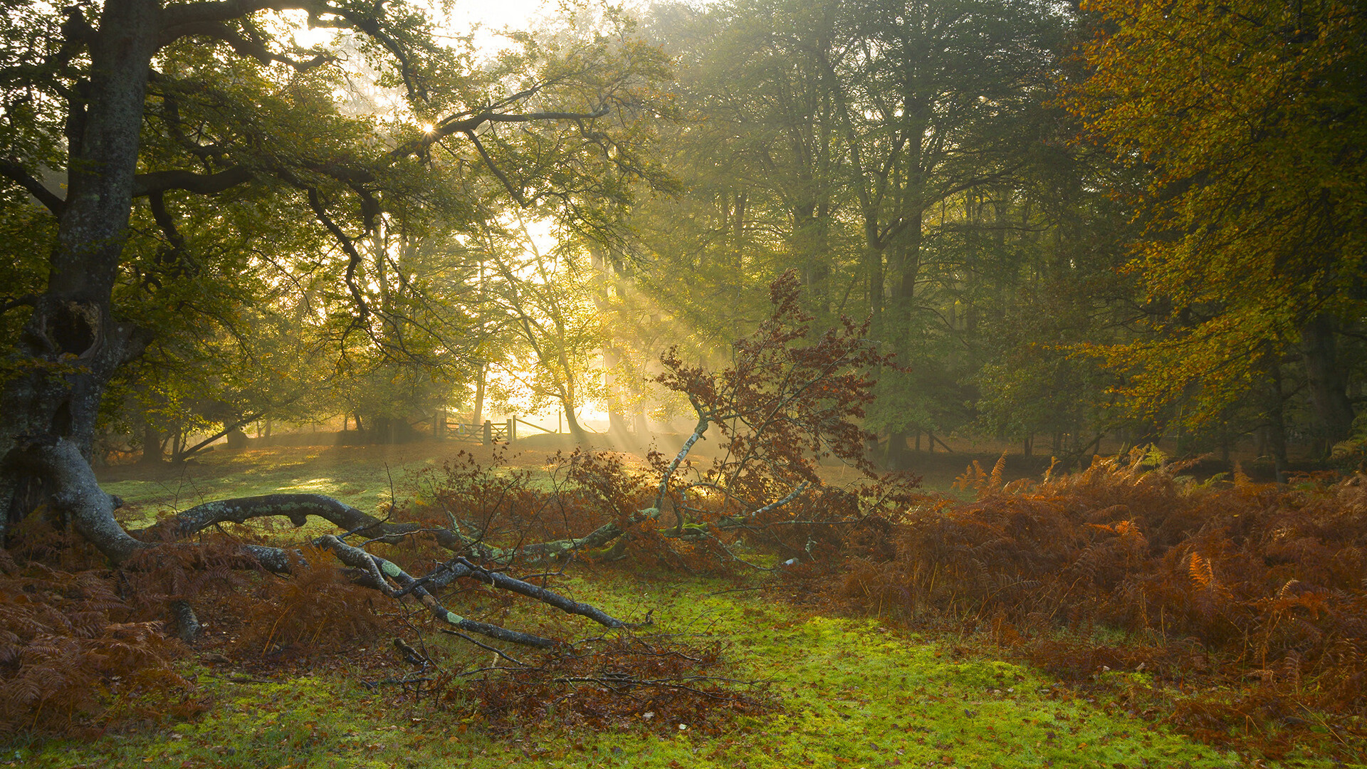 莫莉·奥卡拉汉冲刺阶段技压群雄,奥斯卡莫利亚